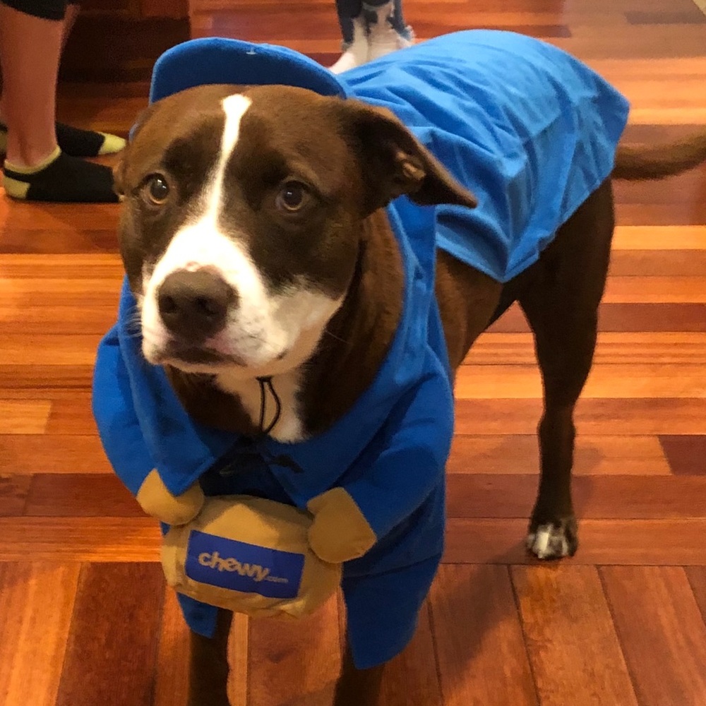 Pet Costume